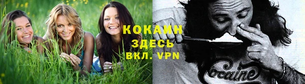 сатива Алзамай